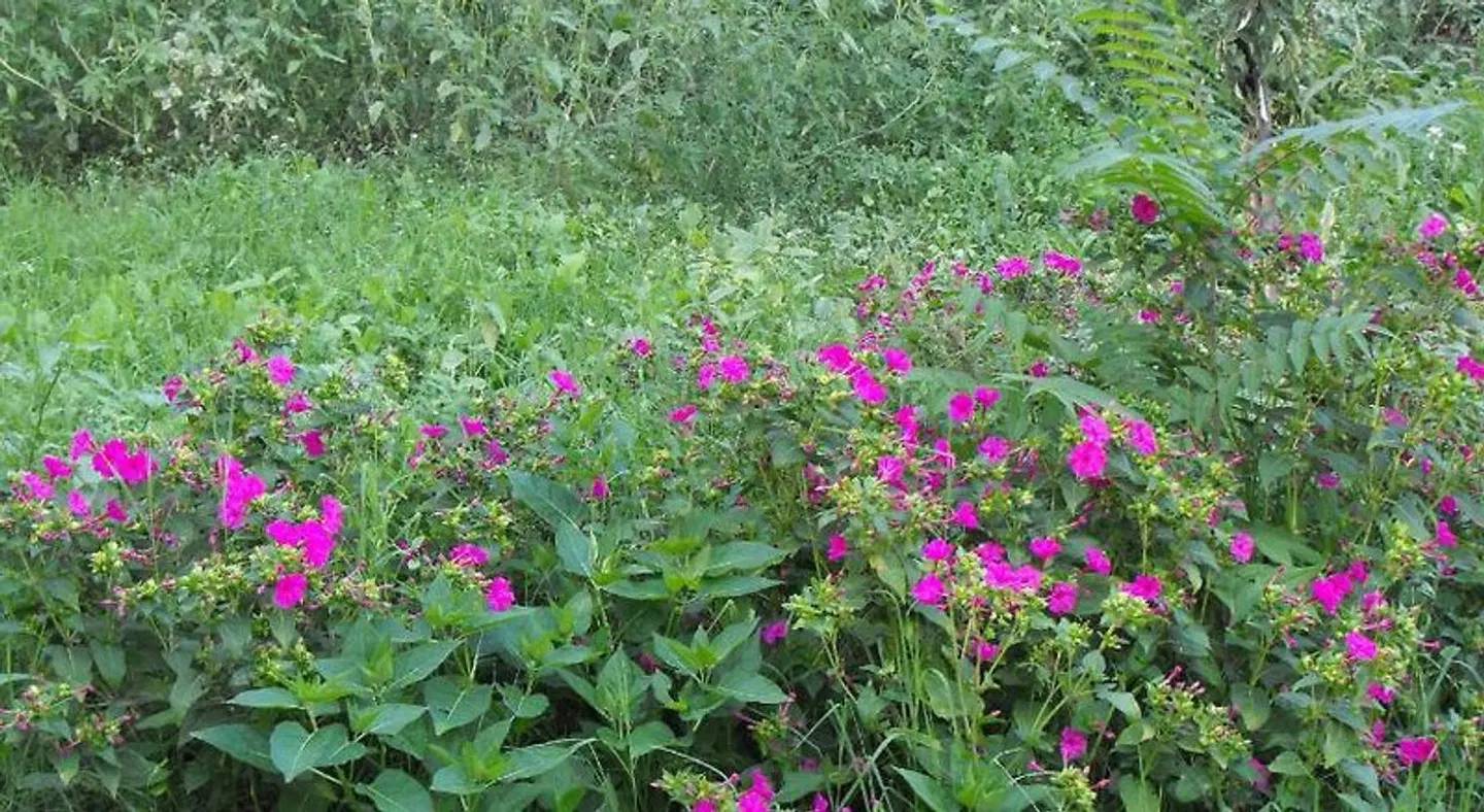 Villa Trigona Garten