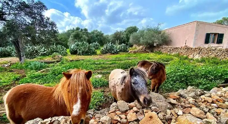 Finca Sa Cova den Borino – Hotelfoto