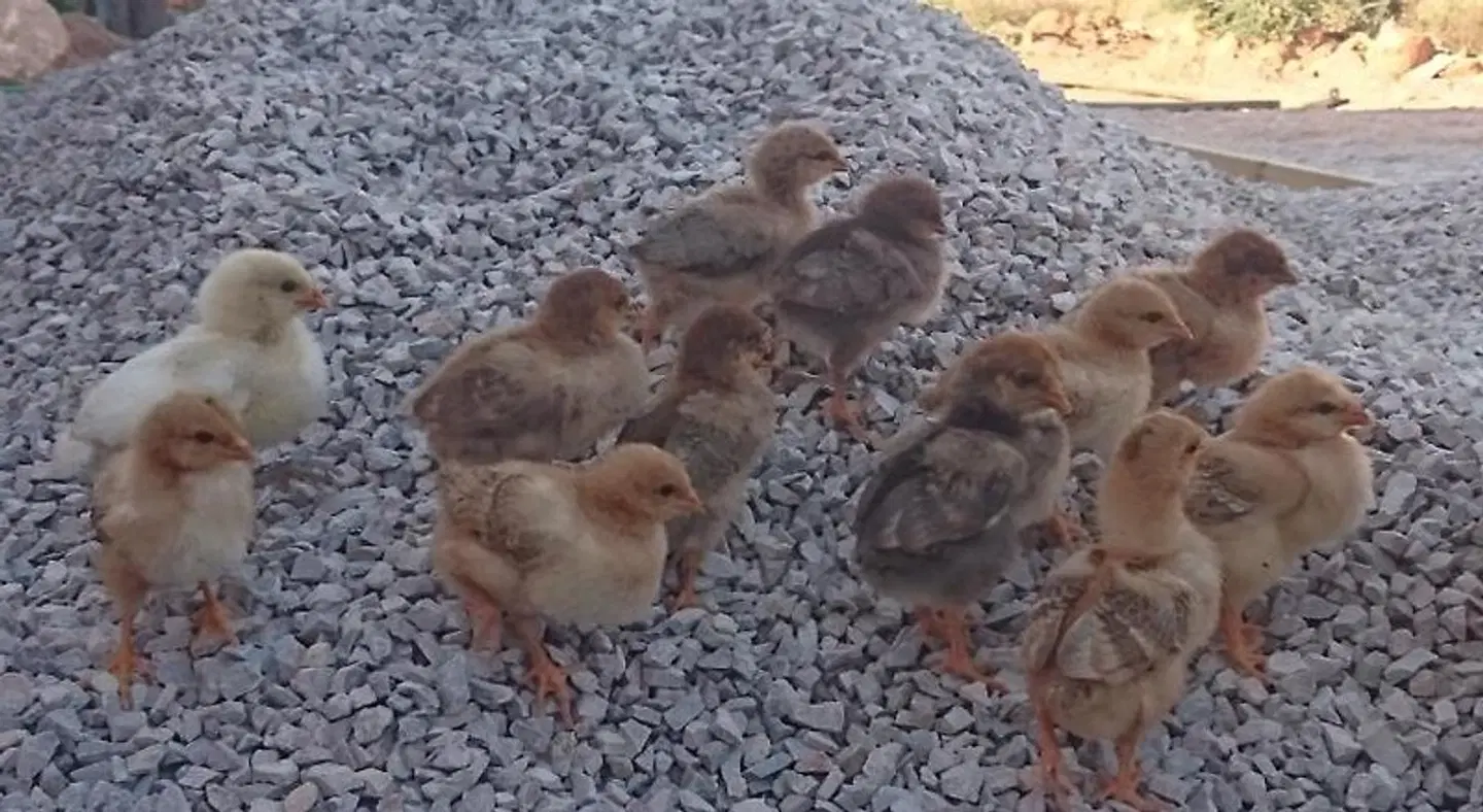 Finca Sa Cova den Borino Tiere