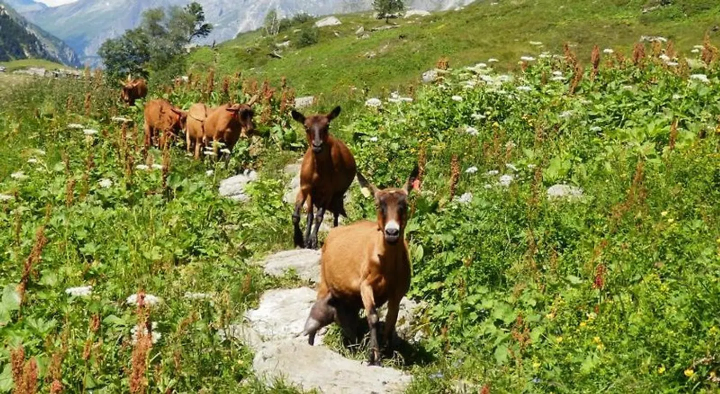 Les Afforêts Tiere