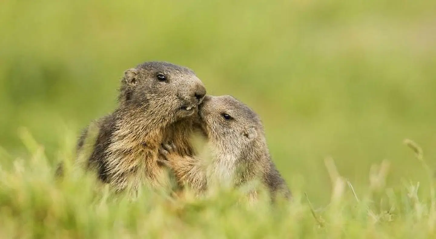 Les Afforêts Tiere