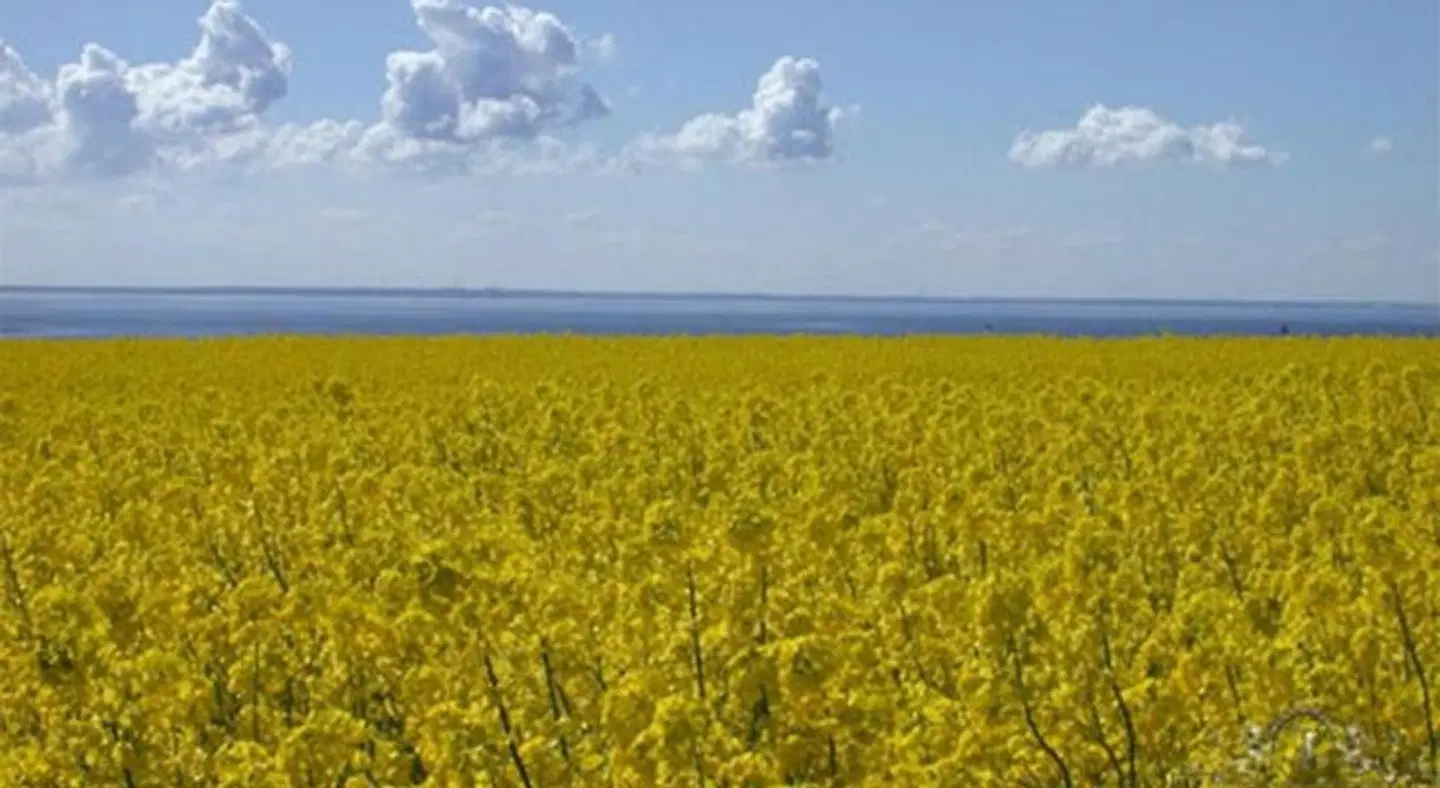 Kaufmannshof LANDSCAPE