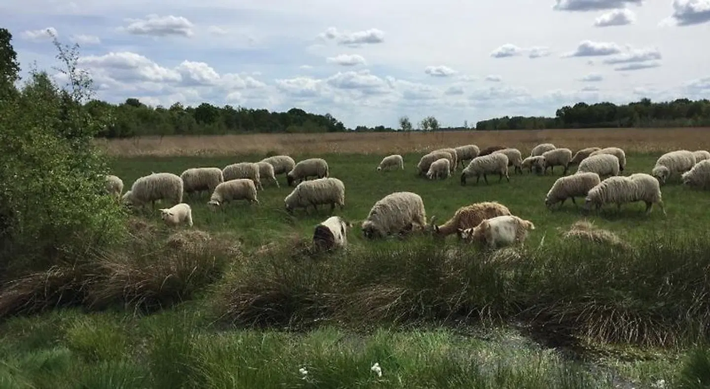 De Drie Berken Tiere