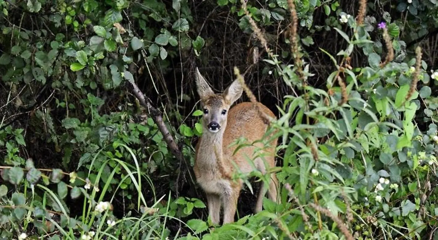 Schrebenza Apartments & Natur Tiere
