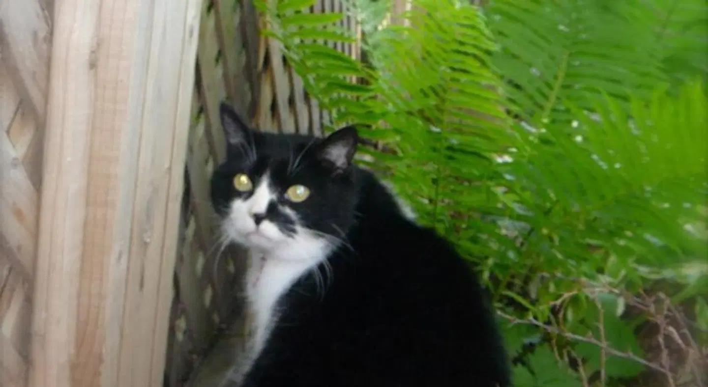 B&B La Bedondaine Tiere