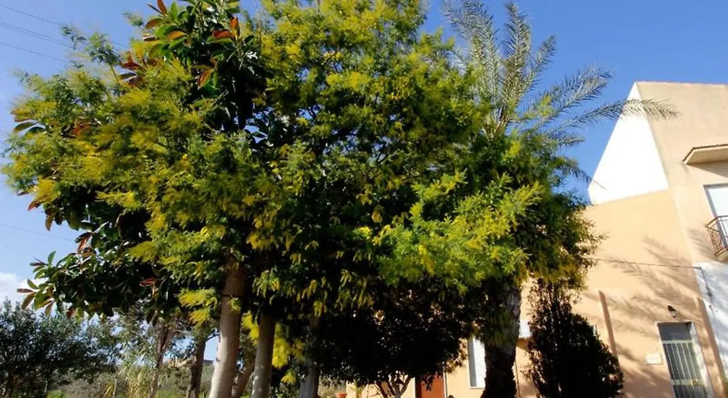 La Mimosa LANDSCAPE