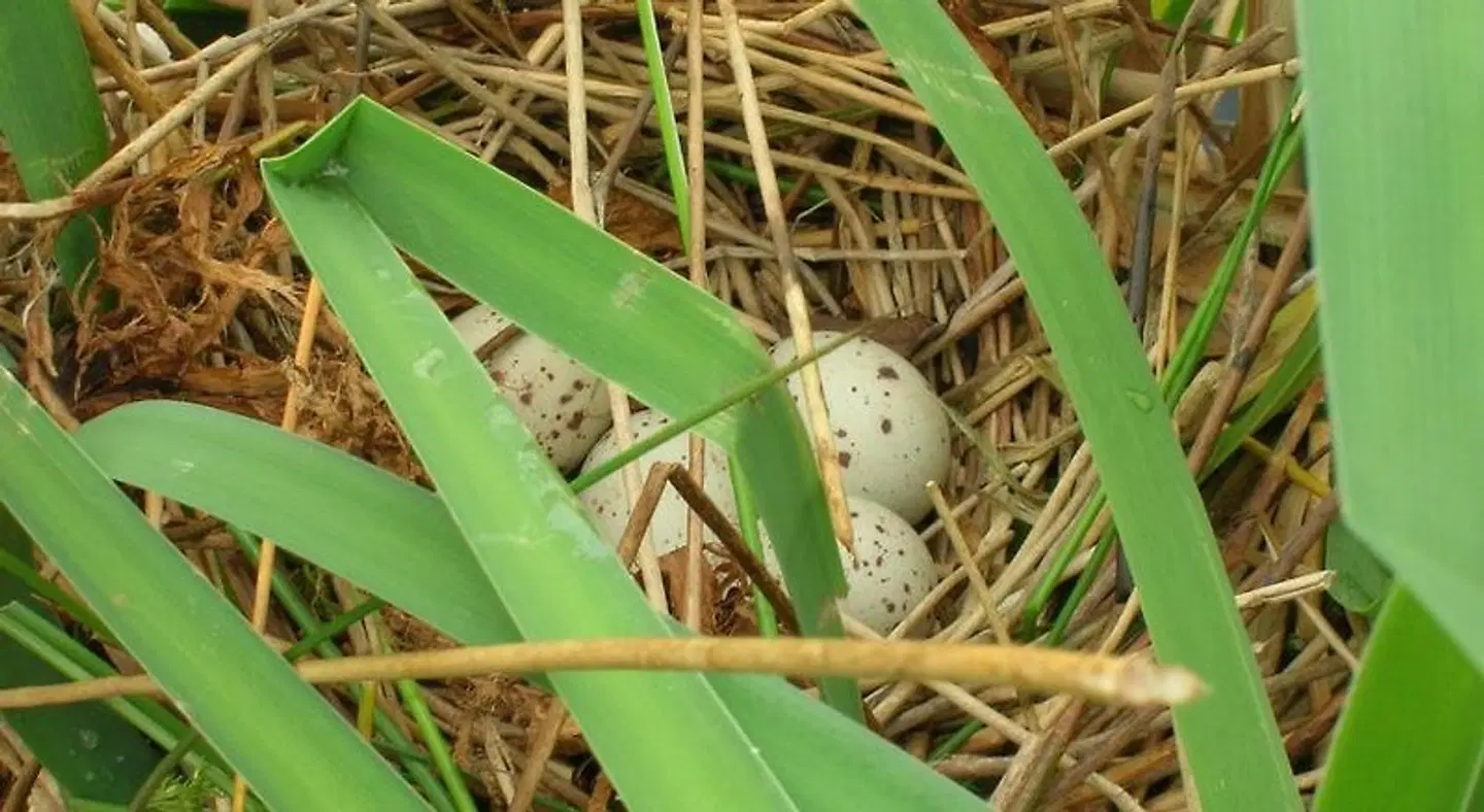 Polhilsa Farm Tiere