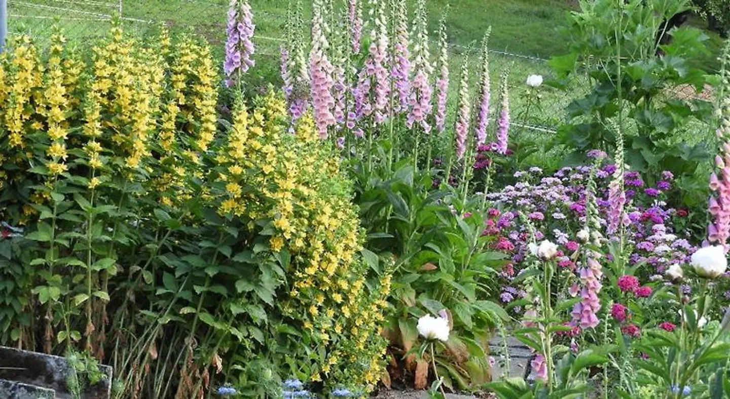 B&B tannen124 Garten