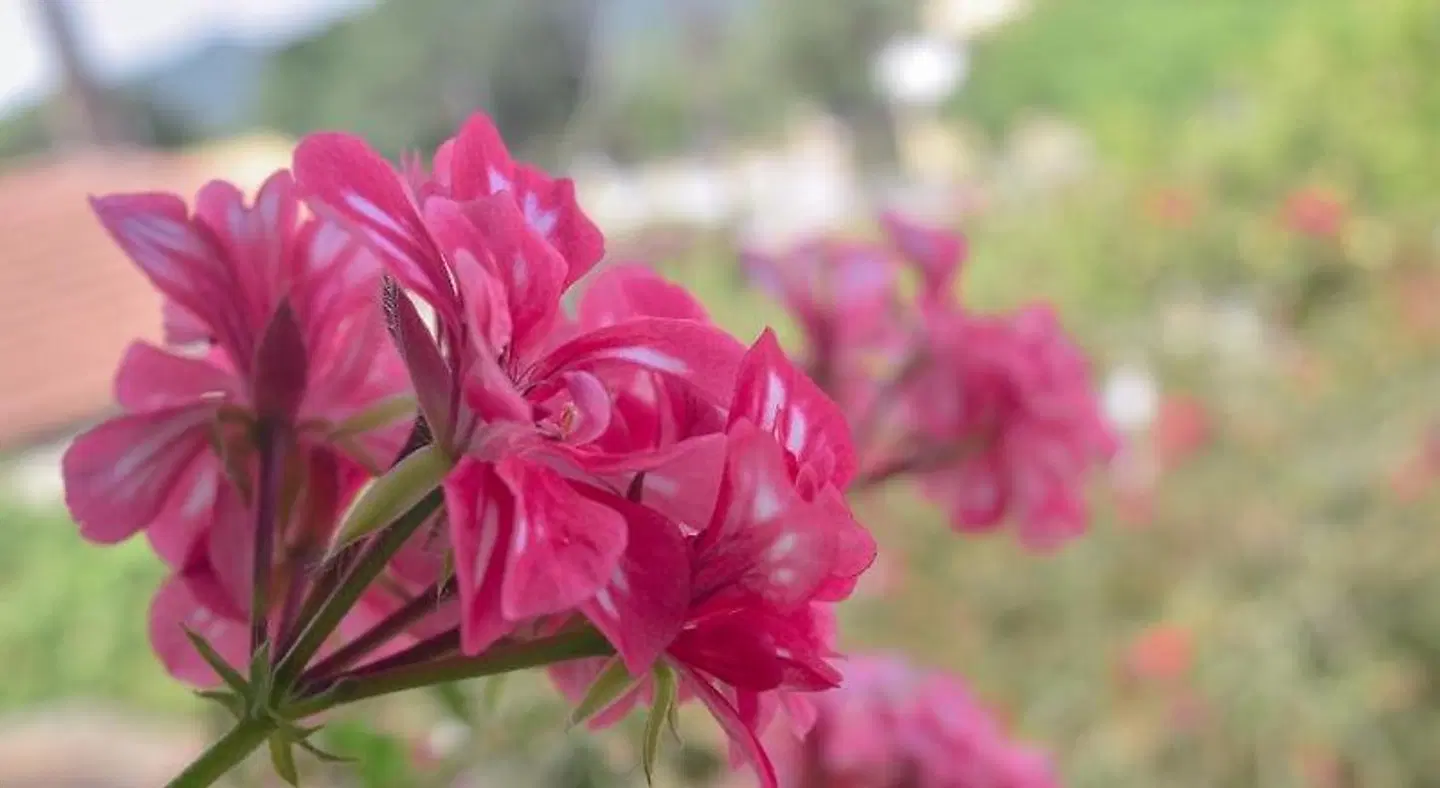 Mirsini Apartments LANDSCAPE