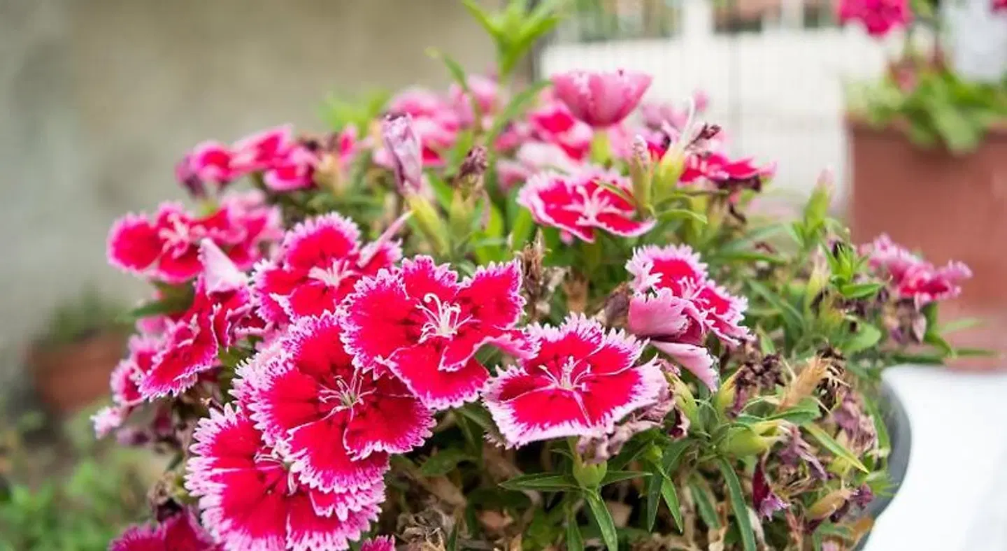 Mirsini Apartments LANDSCAPE