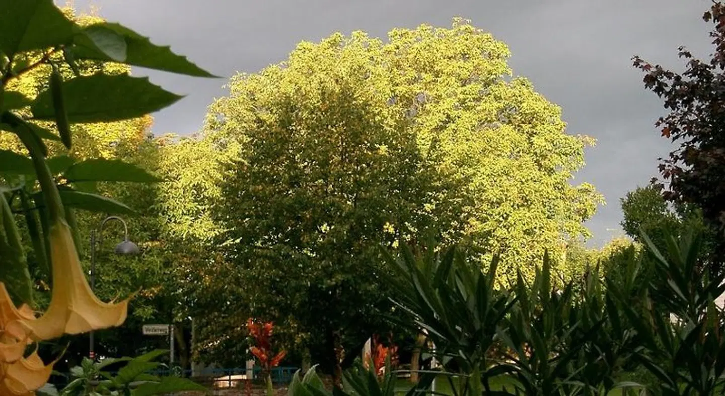 Zum Goldenen Stern Garten