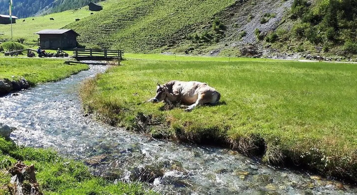 Landhaus Tipotsch Tiere