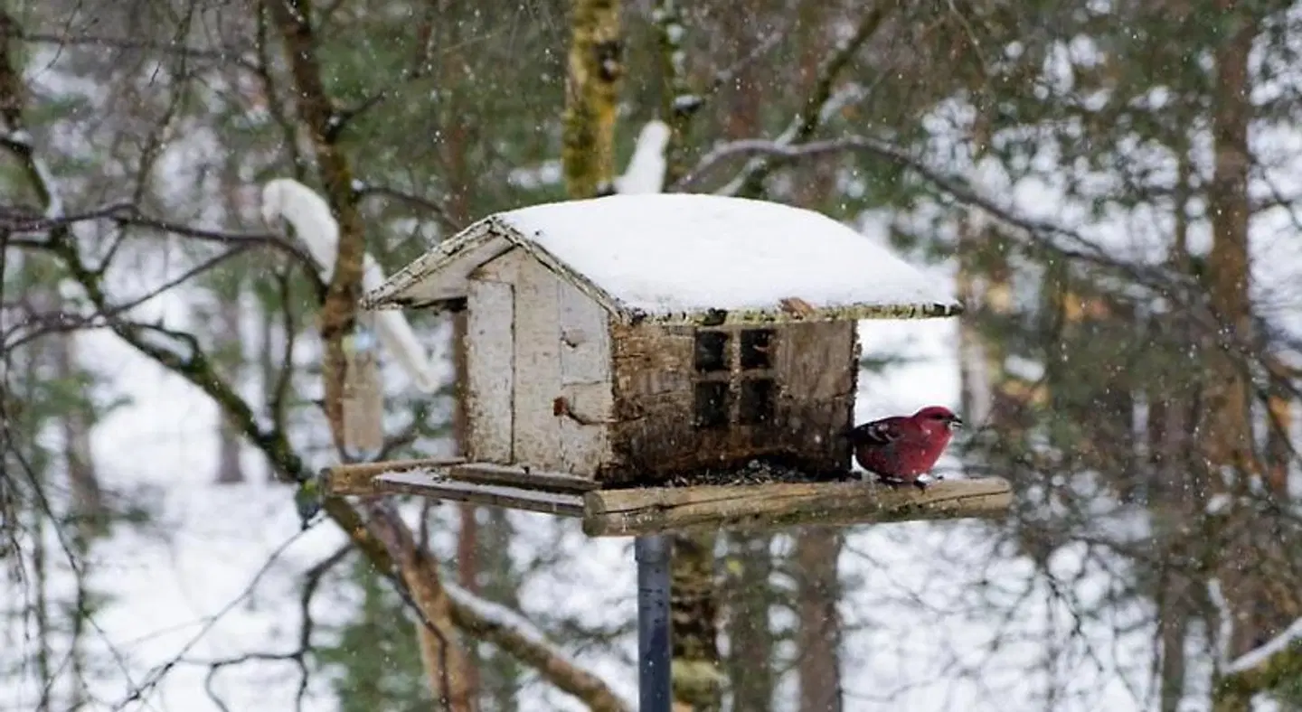 Neljän Tuulen Tupa Tiere