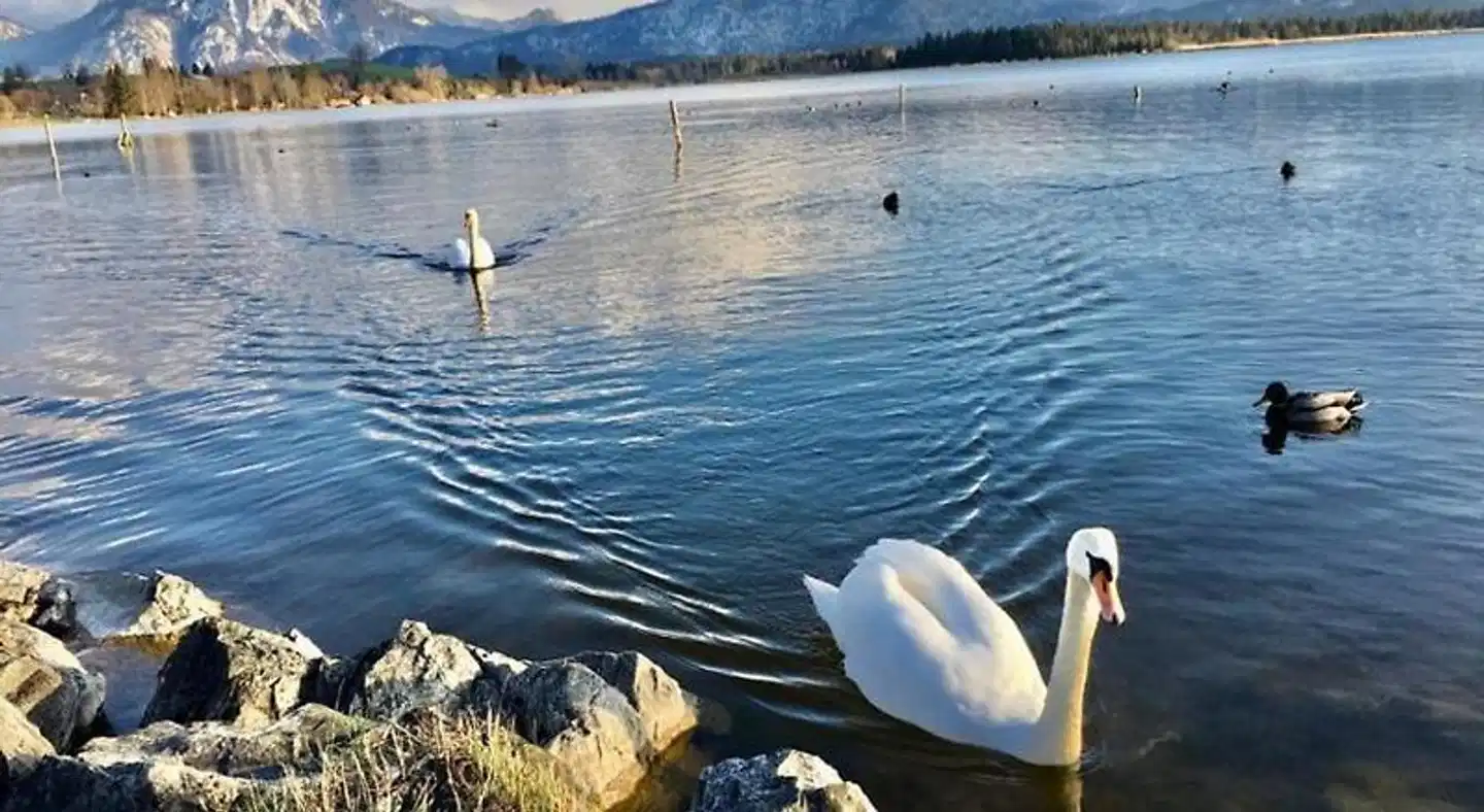 Fischer am See Tiere