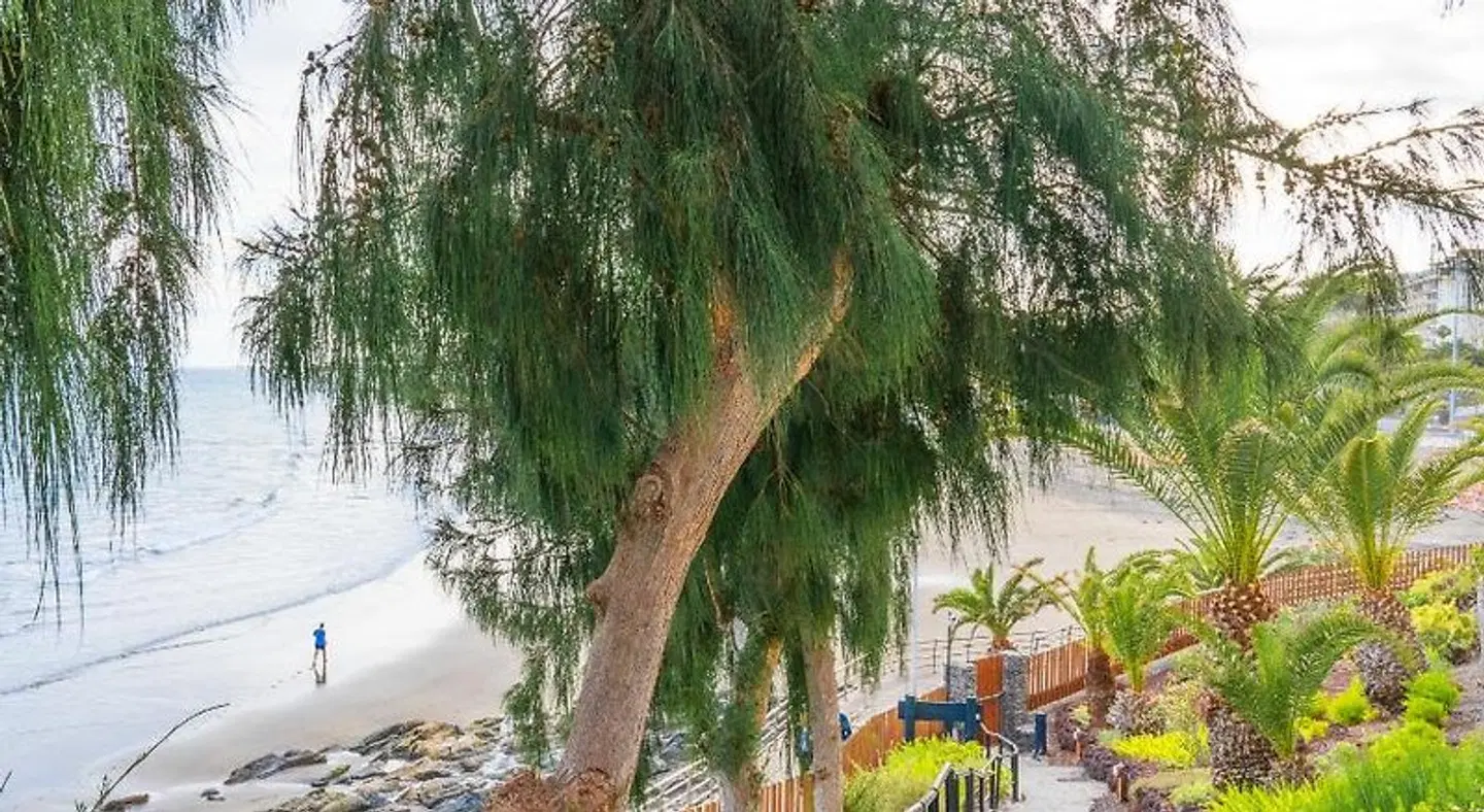 Apartamentos Buganvilla LANDSCAPE