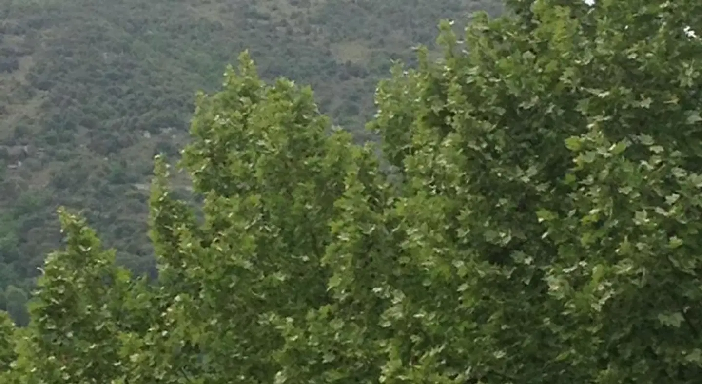 SuiteIris LANDSCAPE
