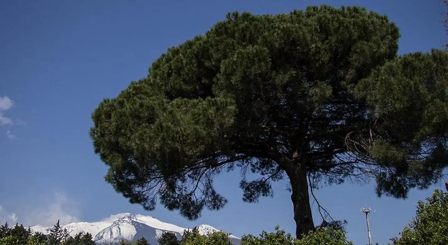 Il Melograno LANDSCAPE
