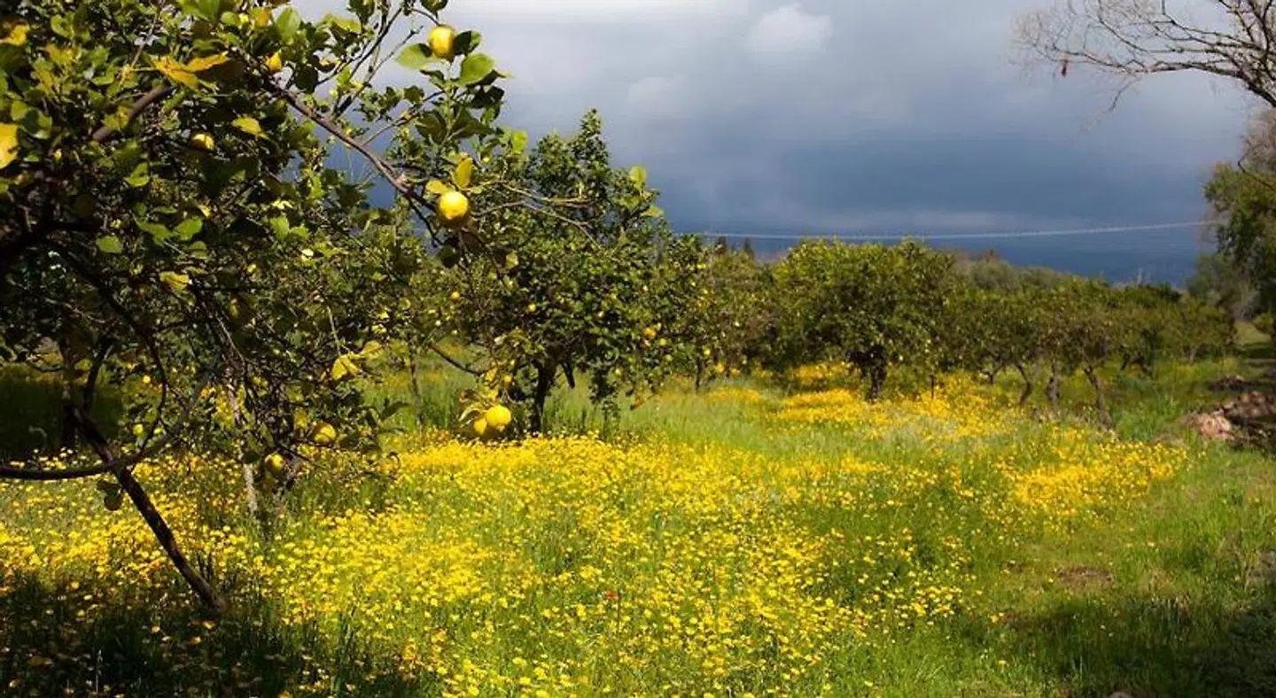 Il Melograno LANDSCAPE