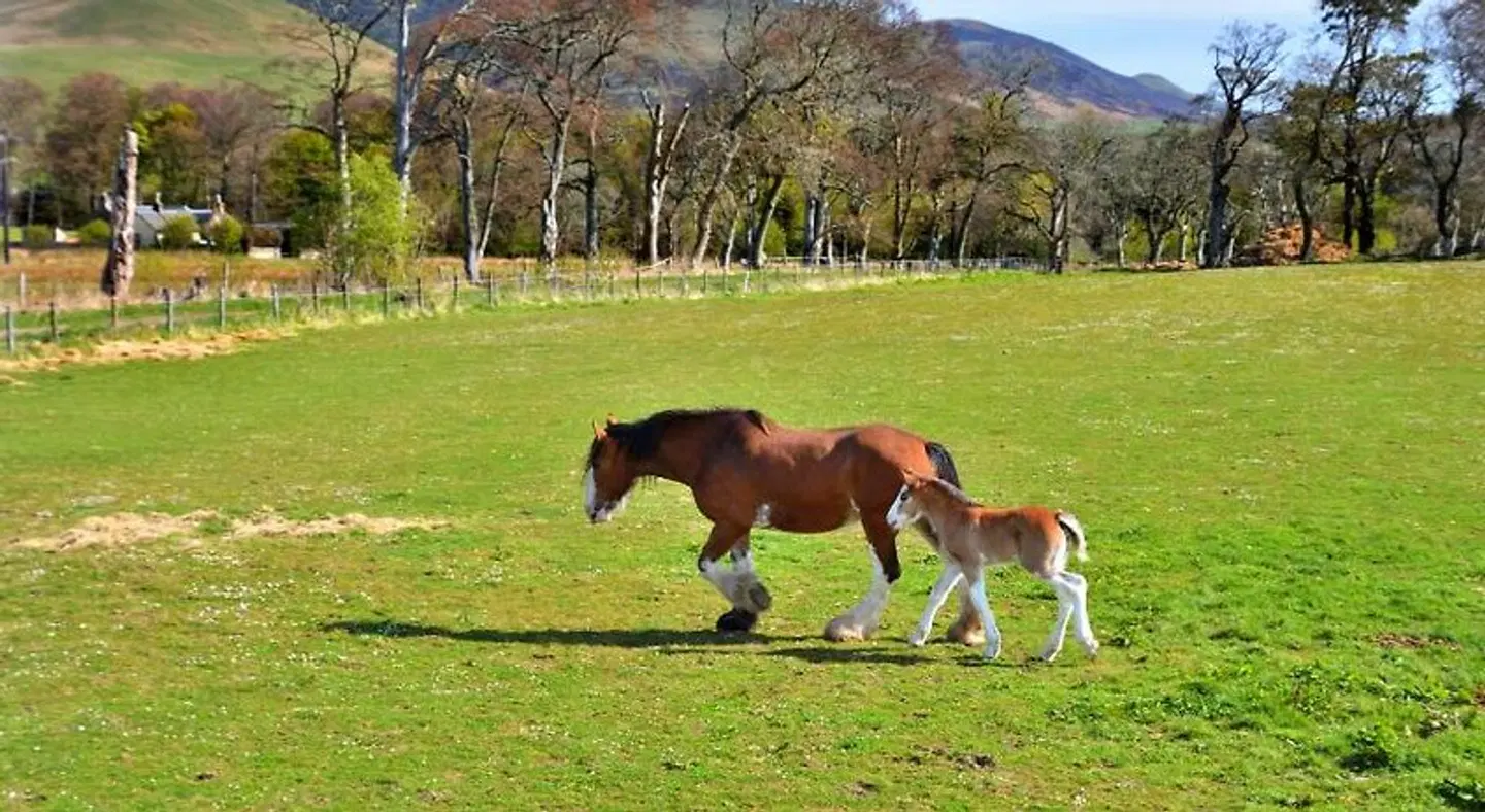 Peggyslea Farm Tiere