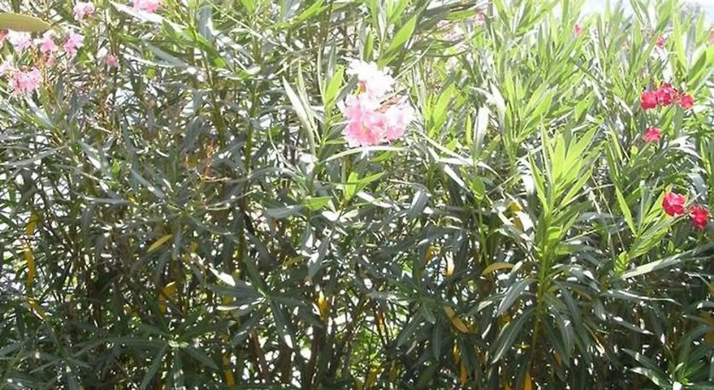 B&B Agli Ulivi LANDSCAPE