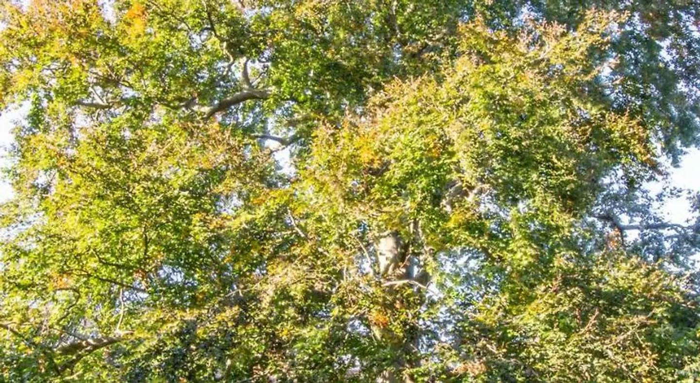 The Old Beech LANDSCAPE