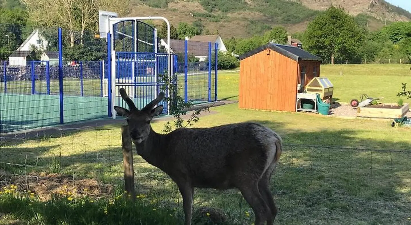 The Woolly Rock Tiere