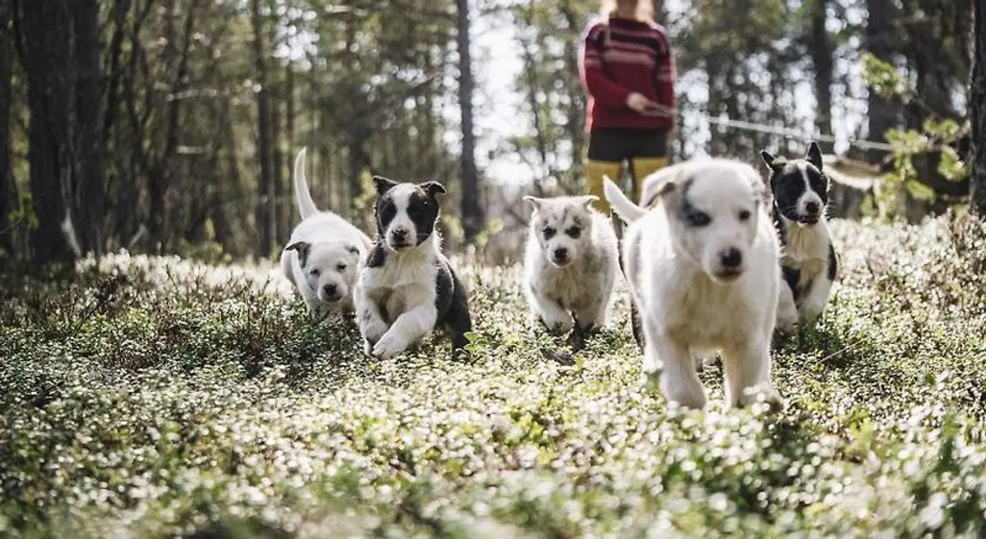 Trasti & Trine Boutique Hotel Tiere