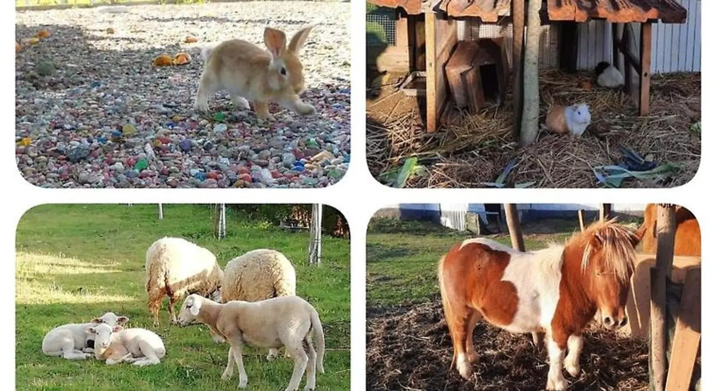 Centenária Tiere