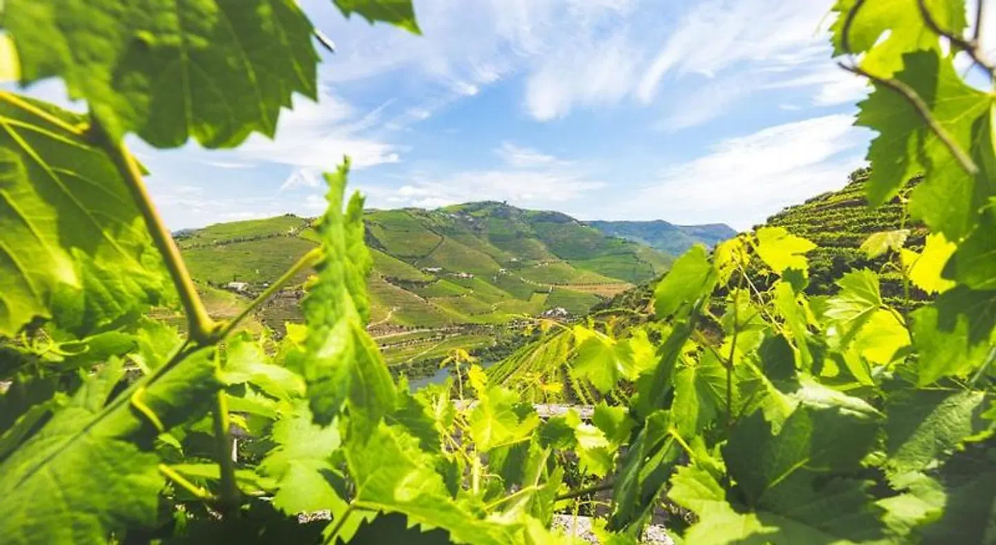 Quinta do Valdalágea LANDSCAPE