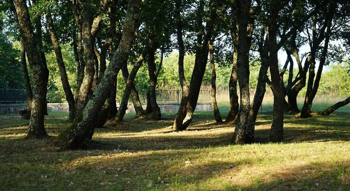 Stancija Ruseti LANDSCAPE