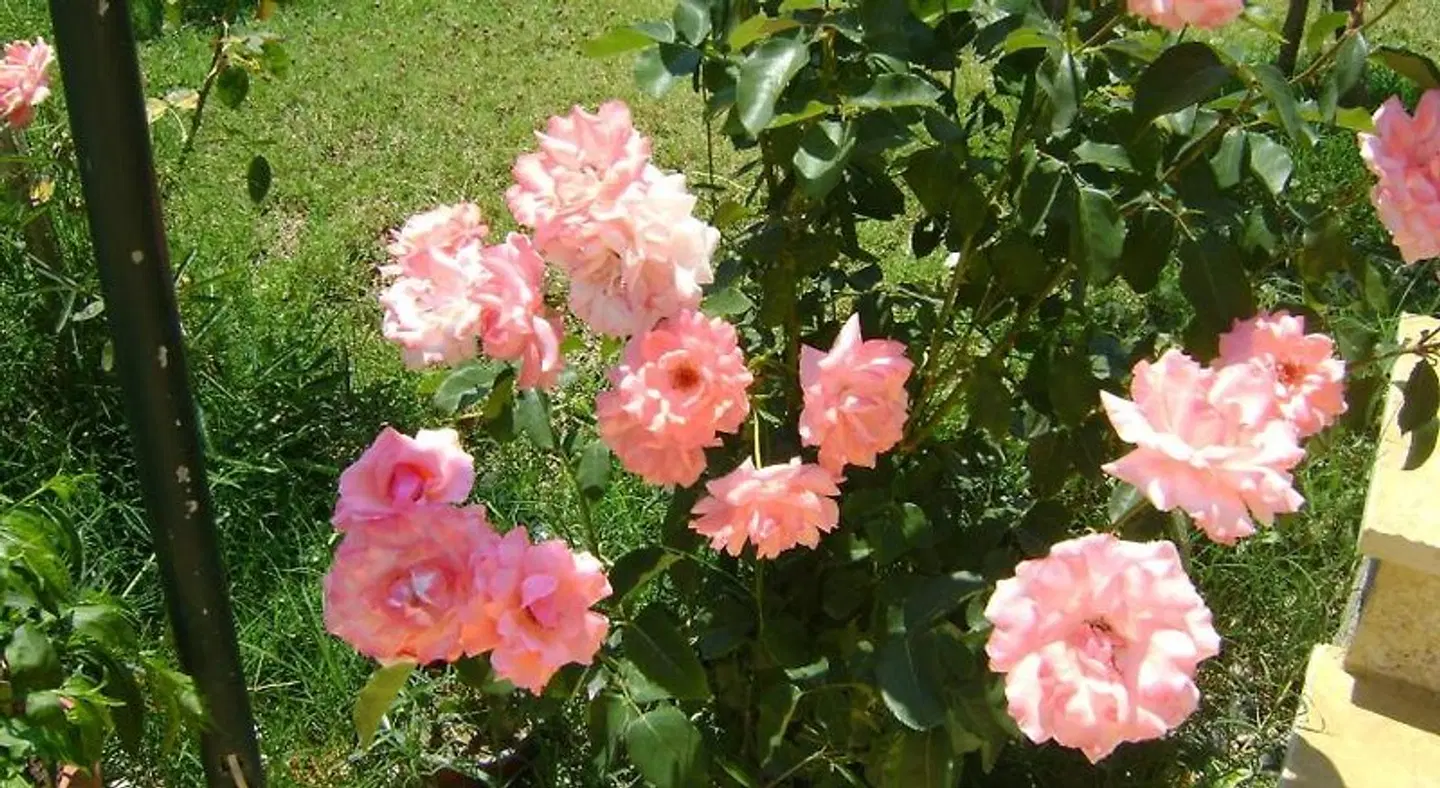 Scorpios Apartments LANDSCAPE