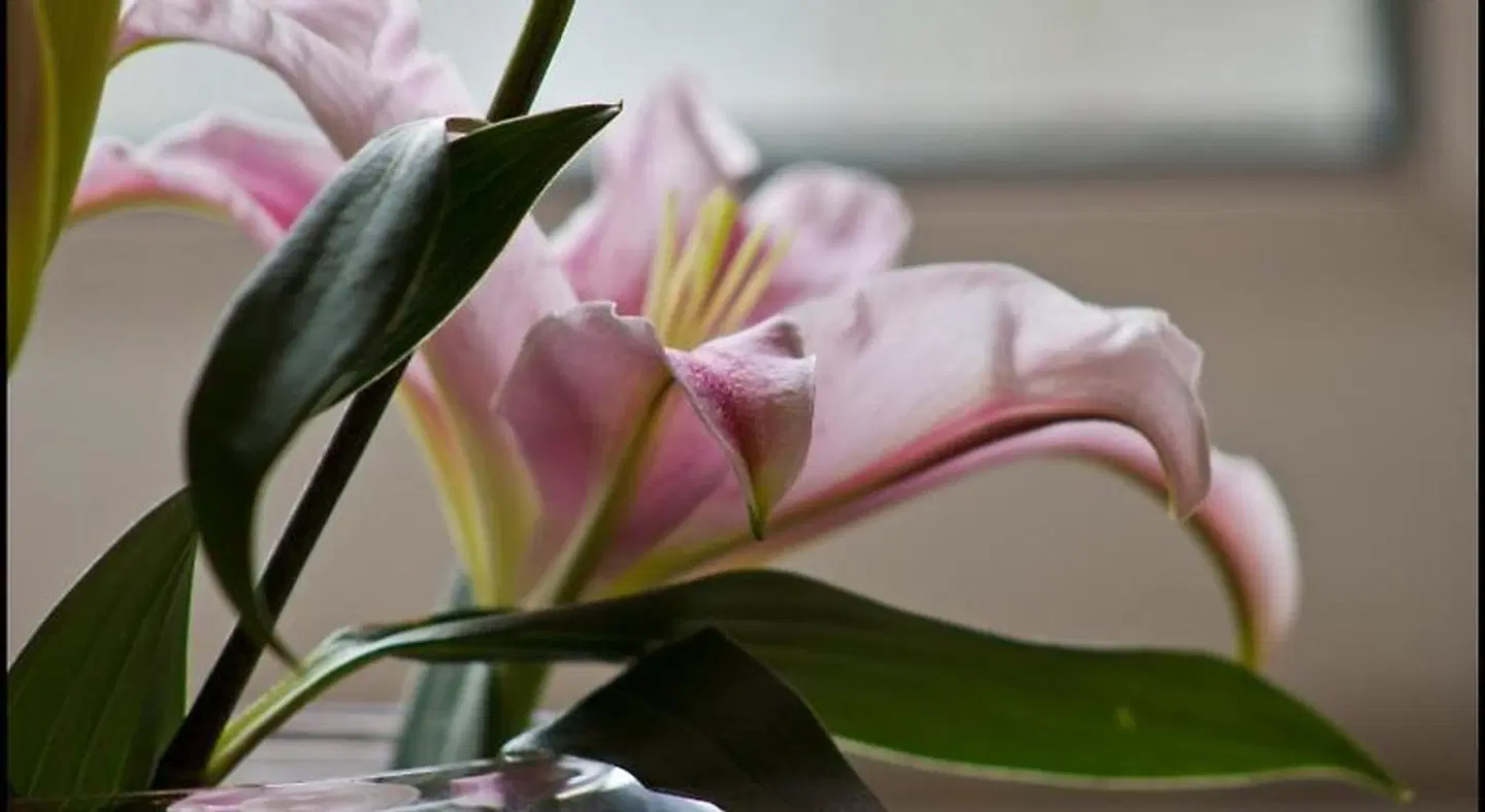 Lakeview Guest House HEALTH_BEAUTY