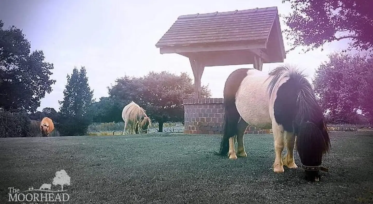 The Moorhead Bed & Breakfast Tiere