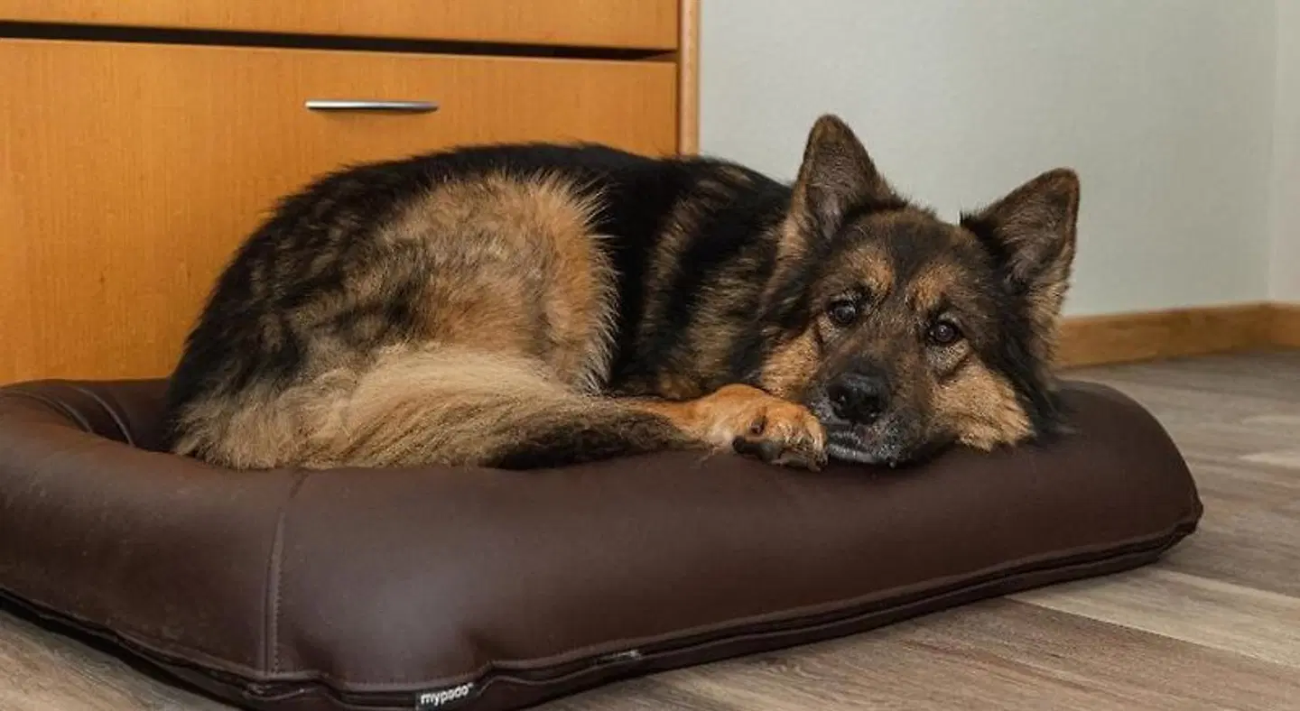 Hotel Haus Halliger Tiere