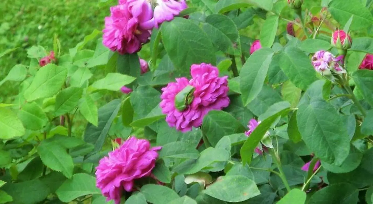 Hotel Baumhaus Hagen LANDSCAPE