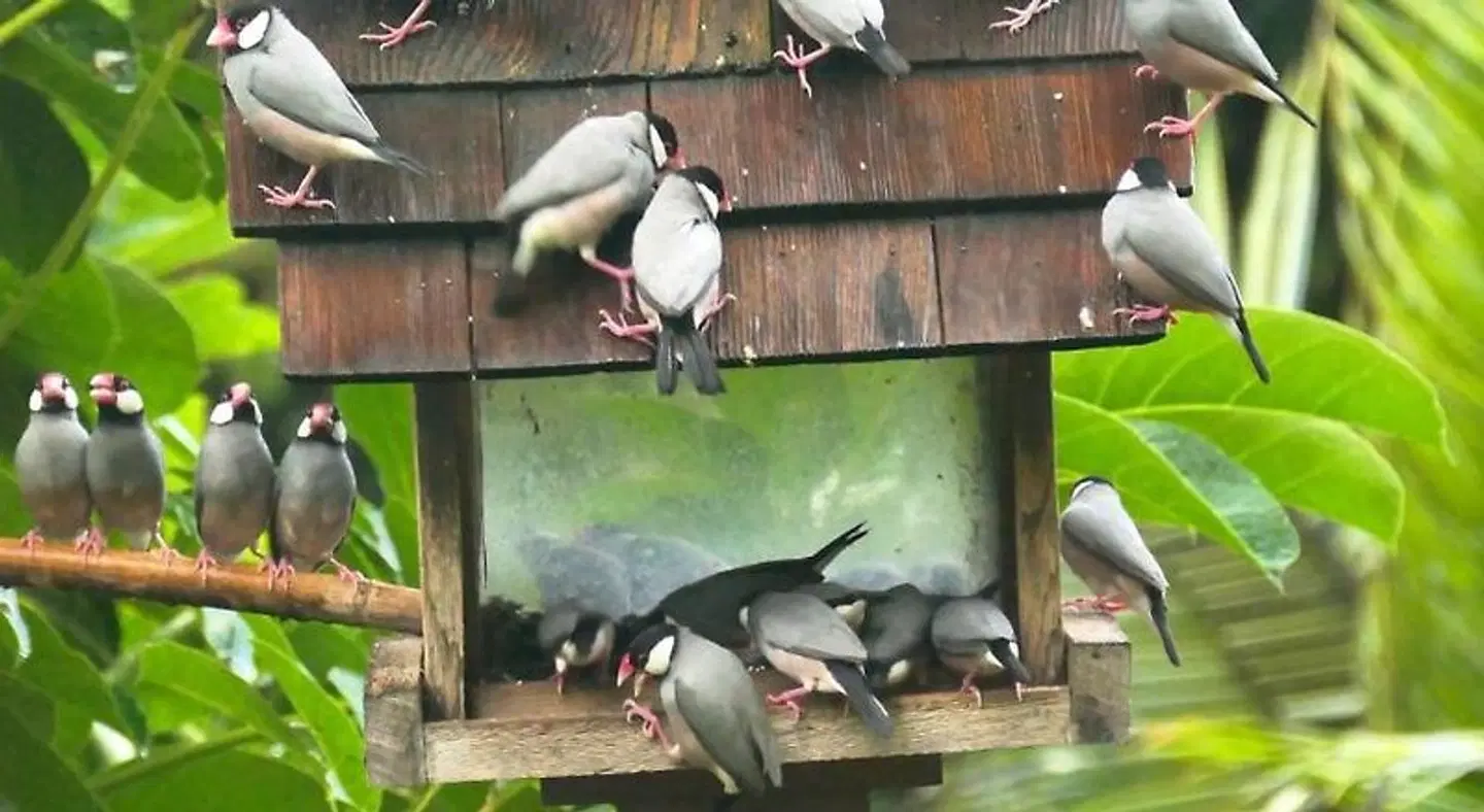 Hale Maluhia Country Inn Tiere