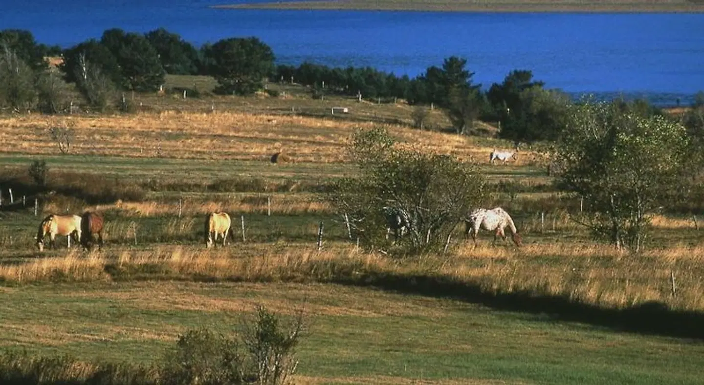 Gîte Equisud Tiere