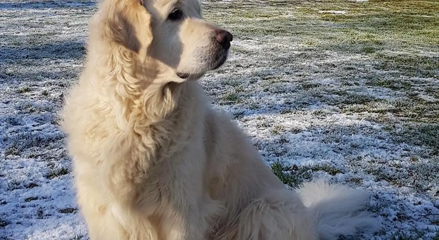 bij Saar Tiere
