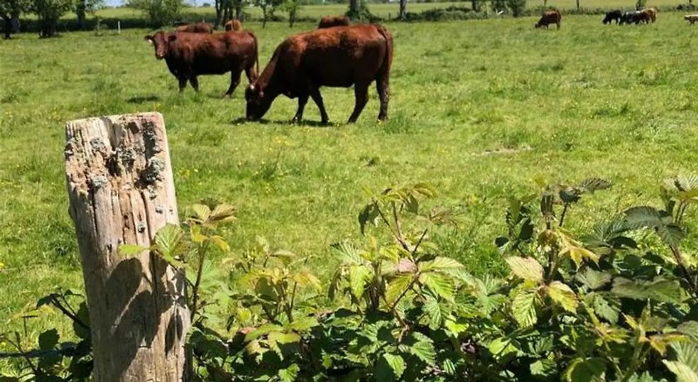 Le Verger - Le Plessis Tiere