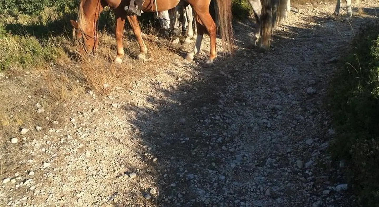 La Sarriette Tiere