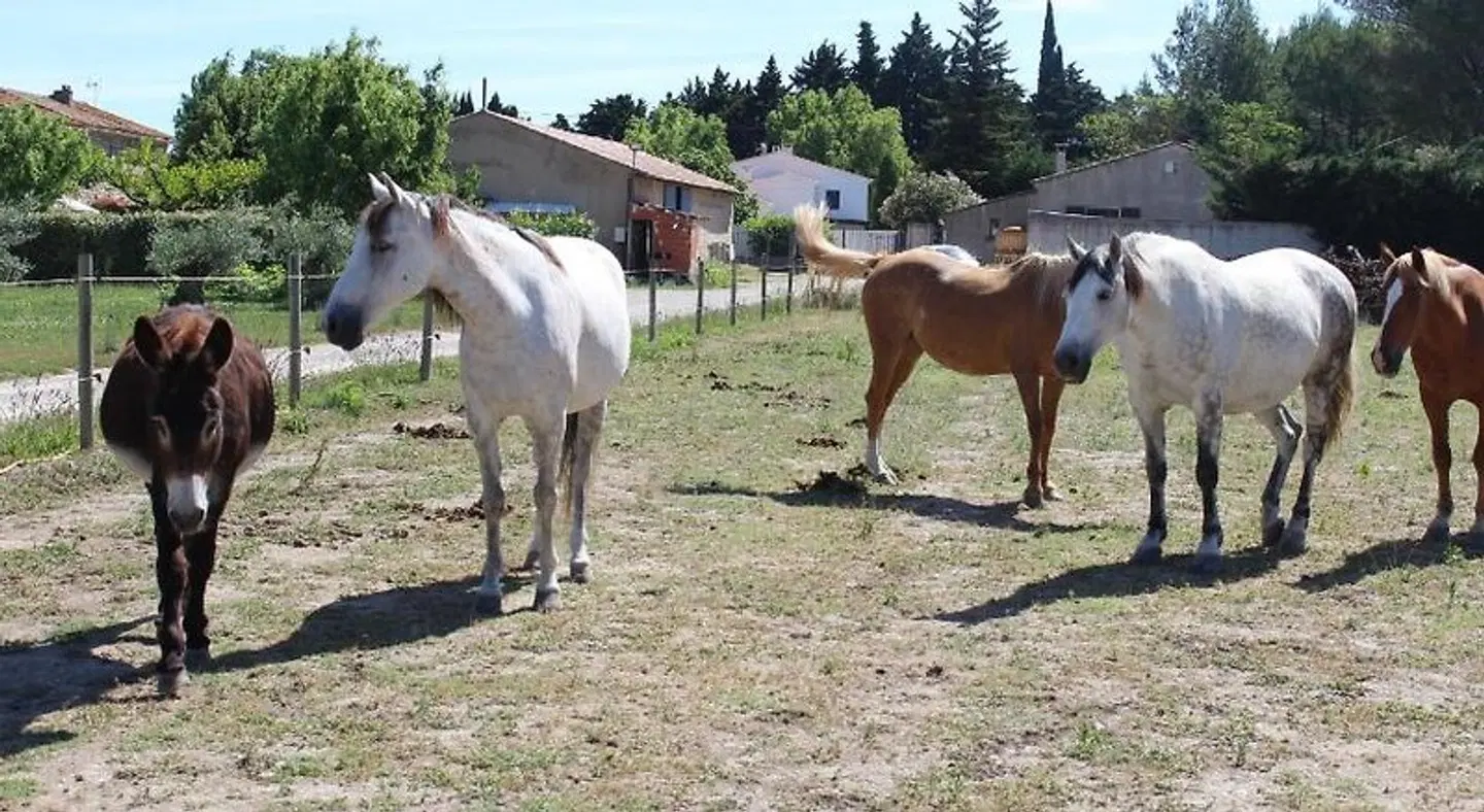 La Sarriette Tiere