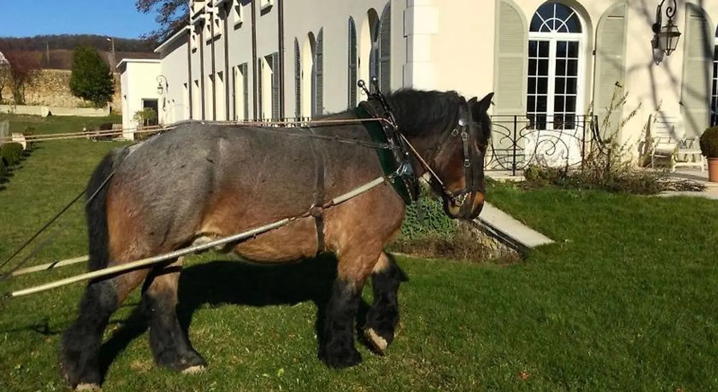 Domaine Le Clos des Belvals Tiere