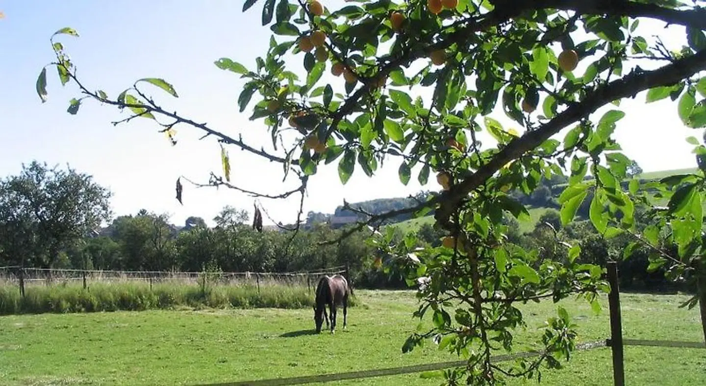 Chambres d'hôtes 4 Collines Tiere