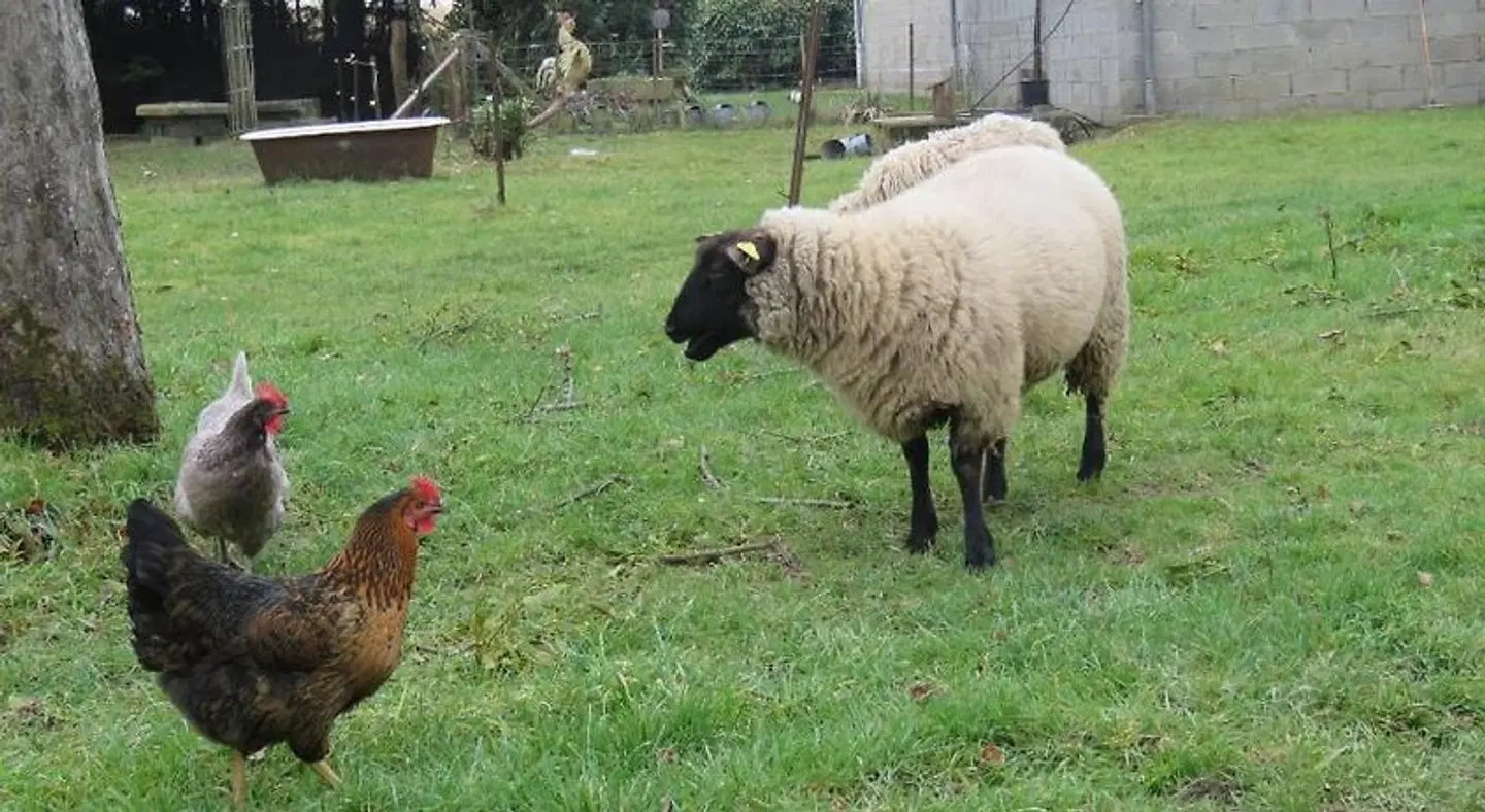 La Datiniere Tiere