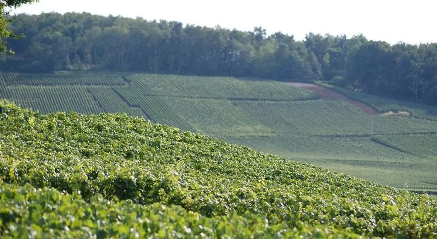 Les Dames-Jeannes LANDSCAPE