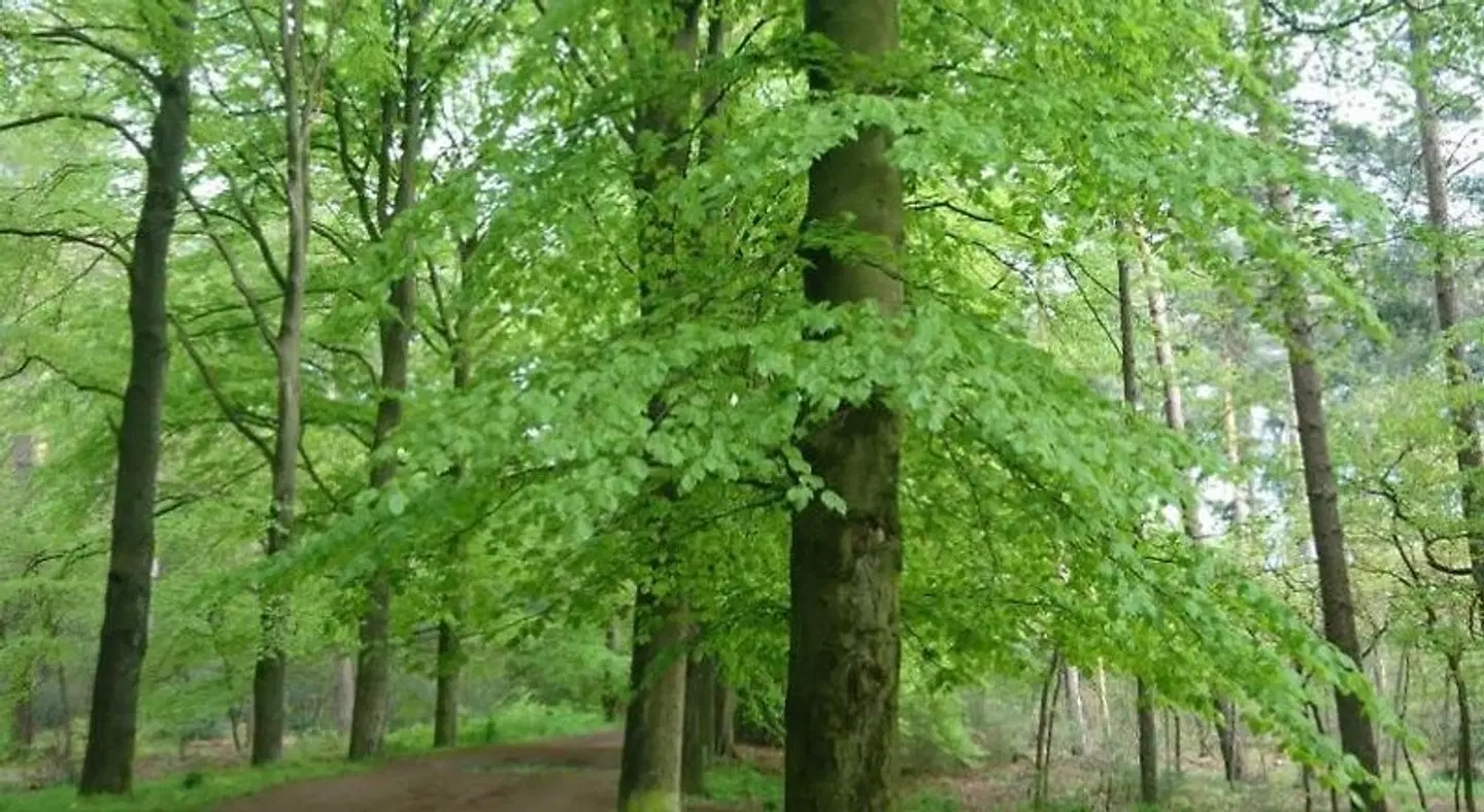 Overbosch Garten