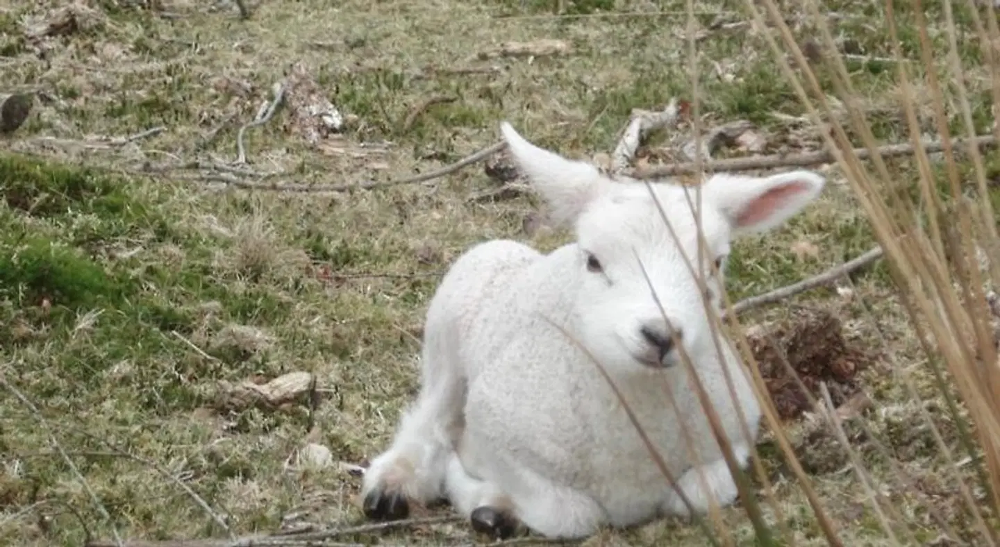 B&B De Eikenhorst Tiere