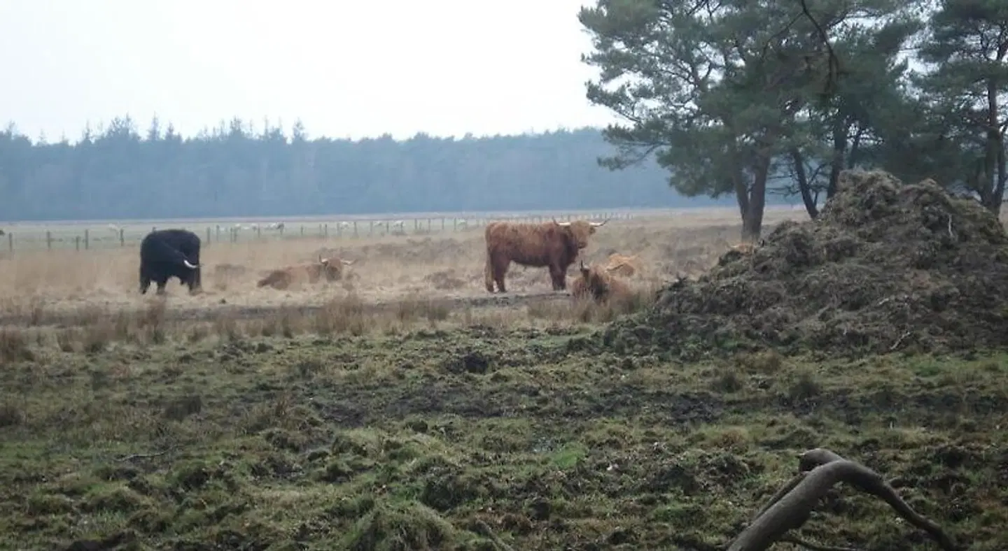 B&B De Eikenhorst Tiere