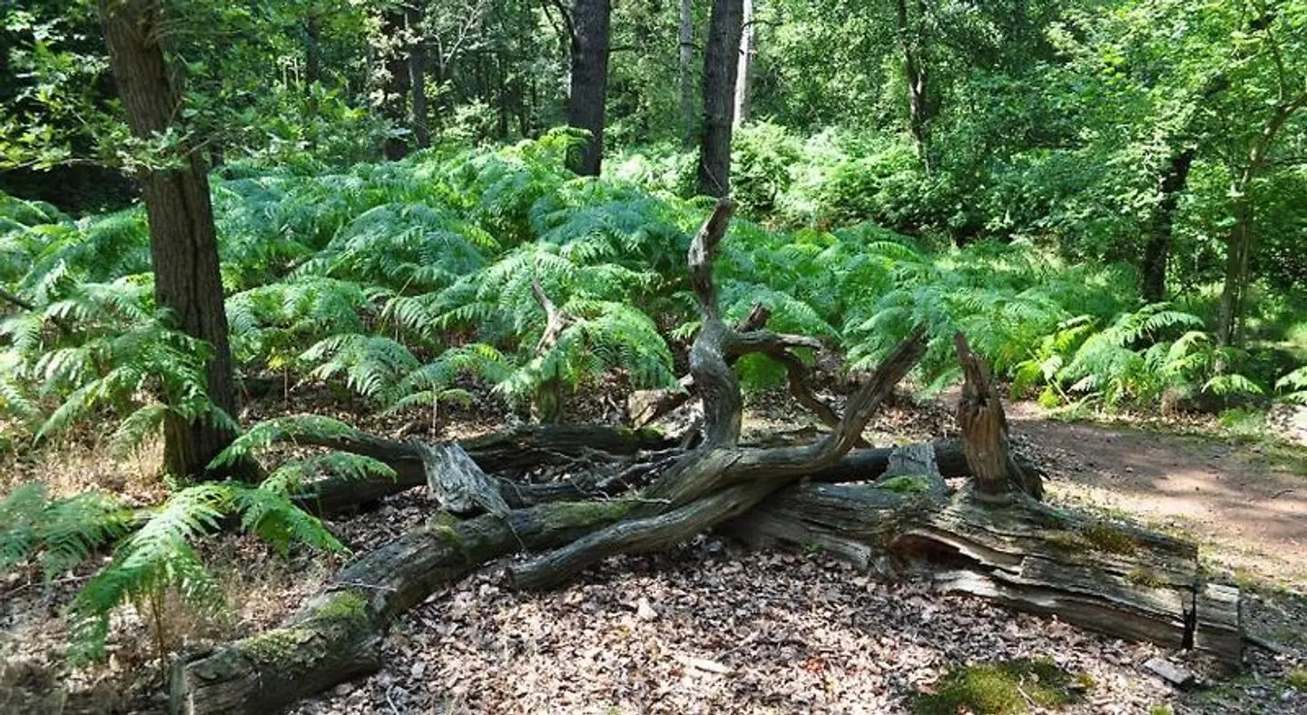 Gasterij Leyduin Garten