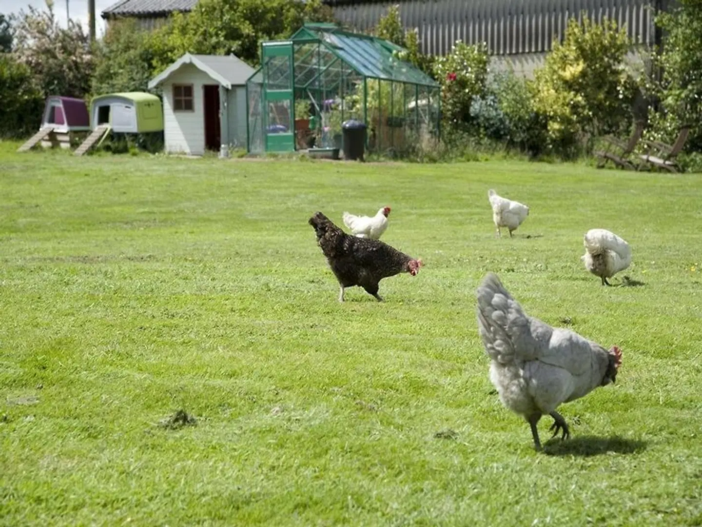 Padley Farm B&B Tiere